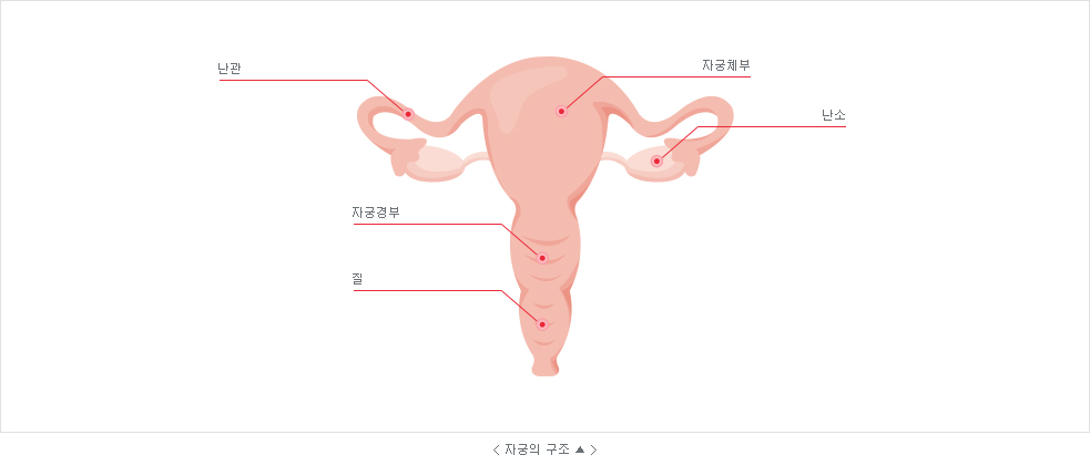 자궁 구조 사진